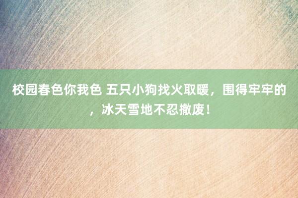 校园春色你我色 五只小狗找火取暖，围得牢牢的，冰天雪地不忍撤废！